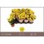 product/img.floraplaza.nl/120966-8-LIVE_fotos-0x9F30FDACE9AD5FD377F82B646DE46BA3682CF685.jpg