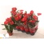 product/img.floraplaza.nl/121005-12-LIVE_fotos-0x83312BBF400743B9FA6B36C693BD8BDFDEE9ED46.jpg
