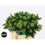 product/img.floraplaza.nl/121043-40-LIVE_fotos-0xDD6F7614BA6F2A707DDC7F0107E3D383D8DF9B73.jpg