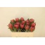 product/img.floraplaza.nl/121050-50-LIVE_fotos-0xE4E47A3A1B314AB8B6DAE396D3E12BAFE66F8C9F.jpg