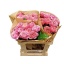 product/img.floraplaza.nl/121052-50-LIVE_fotos-0x710BE77CDA7F1B5753FF151C1C621901AF959D67.jpg