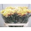 product/img.floraplaza.nl/121057-80-LIVE_fotos-0xF79BCFB2CCEDE784750B0535DE62EE6F3AA48D60.jpg