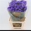 product/img.floraplaza.nl/121072-75-LIVE_fotos-0xCF5EE3EB1410FD7B76AE336C5F22A10D37985B98.jpg