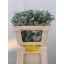 product/img.floraplaza.nl/121083-65-LIVE_fotos-0x2BD75ED8112E5049518FCF1829EDA719CC94AA97.jpg
