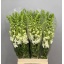 product/img.floraplaza.nl/12110-70-LIVE_fotos-0x4DE4DB6F9D539B3009E5BD79F8CADE08871A6F09.jpg