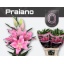 product/img.floraplaza.nl/121101-100-LIVE_fotos-0xB7F0D60371983C9DA7C6B06D78B4D67E70FACAE8.jpg