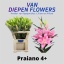 product/img.floraplaza.nl/121101-90-LIVE_fotos-0xF0EFD8F52BCCED5596F1523AFAC1BB6FCA0561A2.jpg