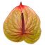 product/img.floraplaza.nl/121170-LIVE_fotos-0x850C10B58CD80CD919957A0EF8E8C0BDECB95523.jpg