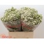 product/img.floraplaza.nl/121234-55-LIVE_fotos-0xB1D67F19DF9D91FF9D0E305A1FC548D87A9951F5.jpg