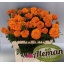 product/img.floraplaza.nl/12128-75-LIVE_fotos-0x79DFA1599DE6D7843AFC8A3D4095D9CBDF559D66.jpg