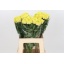 product/img.floraplaza.nl/12129-60-LIVE_fotos-0x92823AABD81B1677026AEA5F82868464A4DAC202.jpg
