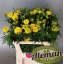 product/img.floraplaza.nl/12129-70-LIVE_fotos-0xC670B7D9A66B490DE56C04056C4DB82AEB7EBED5.jpg