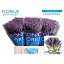 product/img.floraplaza.nl/121386-60-LIVE_fotos-0x249B18AF15524DE959BD0795BB656CDC2909BBE7.jpg
