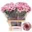 product/img.floraplaza.nl/121434-60-LIVE_fotos-0xDDCD5015F991AAF26C9DB25AFA557C37ECEB4F15.jpg