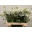product/img.floraplaza.nl/12147-50-LIVE_fotos-0xFEFA8CAF052E3F8BBB0F7C22258E59CE9310640E.jpg