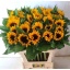 product/img.floraplaza.nl/12156-85-LIVE_fotos-0x34427D550BC96B33EF4D3D166AA1C6D6FA1FECDC.jpg