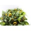 product/img.floraplaza.nl/12156-85-LIVE_fotos-0x60CDD8AE0534CFC8CB8871CCDB75F528DF53DFB8.jpg