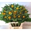 product/img.floraplaza.nl/12156-85-LIVE_fotos-0x82363FA3E2D1AB2F72B07FBAB26AC141BE187438.jpg