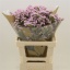 product/img.floraplaza.nl/121636-60-LIVE_fotos-0xFDB9DDFD4BF8A1995586B067BCB2B6D25AFE5B2E.jpg