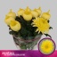 product/img.floraplaza.nl/121647-100-LIVE_fotos-0x1FEA3B805C6F35AC3DF79B033343F0F34449CF58.jpg