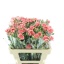 product/img.floraplaza.nl/121651-55-LIVE_fotos-0x08B85DD0CC3744BEC90F01D844C7965AABBFFDFD.jpg