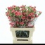 product/img.floraplaza.nl/121651-55-LIVE_fotos-0xE681D34CE76EB00B899949D20498D51862B3D789.jpg