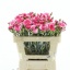 product/img.floraplaza.nl/121653-60-LIVE_fotos-0x17F1A6E4F6C57D0B159FB22C8C7F970AA4BFC260.jpg