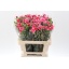 product/img.floraplaza.nl/121653-60-LIVE_fotos-0x1957F687D926D36D2B5BDC8E9986FC149EDBDA93.jpg
