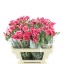 product/img.floraplaza.nl/121653-60-LIVE_fotos-0xB75575D7213A24F03E101E459CB7F742E7B7868C.jpg