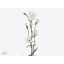 product/img.floraplaza.nl/121656-60-ART_fotos-VBN120000-vbn121656.jpg