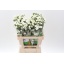 product/img.floraplaza.nl/121656-60-LIVE_fotos-0x2B4C085752B631CFFEA7C83B655381DE5CC59FBF.jpg