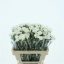 product/img.floraplaza.nl/121656-60-LIVE_fotos-0x9C191446FCD87059CDE481FE6A705A56F4CB18F5.jpg