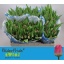 product/img.floraplaza.nl/121737-LIVE_fotos-0x8FE7FC8634C08DA828858C0768C2BE12D1D81A5C.jpg