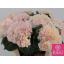 product/img.floraplaza.nl/121859-80-LIVE_fotos-0x9BDD562A53BB6D804002629E43409889B6CC3A59.jpg