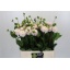 product/img.floraplaza.nl/121891-60-LIVE_fotos-0xDF6A2F81B0FA314FA77CBD9D5C26F8B3503662D2.jpg