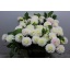 product/img.floraplaza.nl/121891-60-LIVE_fotos-0xF5E8E63BCAB31B4D2B8B9448AAF61DE5AAB20DD5.jpg