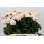 product/img.floraplaza.nl/121891-60-LIVE_fotos-0xFC7DCFC50429549FF13778280D31812581639CC7.jpg