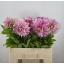 product/img.floraplaza.nl/121933-60-LIVE_fotos-0x561FE6E45924B7EFCDA75281FD897BDC962A17A4.jpg