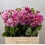 product/img.floraplaza.nl/121933-60-LIVE_fotos-0x8DF527793B29CAA2A37507CDF10BB6E0D5F9EF67.jpg