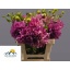 product/img.floraplaza.nl/121933-70-LIVE_fotos-0x9DDA22140FBEB3050AF0026AE680597F0937E3C3.jpg