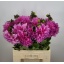 product/img.floraplaza.nl/121934-60-LIVE_fotos-0x2F8BC6D08C232C143579A6BF7FBFDFBE4E63AB24.jpg