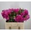 product/img.floraplaza.nl/121934-60-LIVE_fotos-0x8AA8C25FBEB7351361960672CB6AD1F85980C424.jpg
