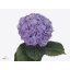 product/img.floraplaza.nl/121959-65-ART_fotos-VBN-vbn121959.jpg