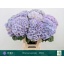 product/img.floraplaza.nl/121959-65-LIVE_fotos-0x6BAC9BAECFC11CBAFBBD6A42D047CEA67A9B96E7.jpg
