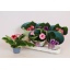 product/img.floraplaza.nl/121989-12-LIVE_fotos-0xA979199A848BF4D800A5C6750714BB651DE8F09C.jpg