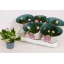 product/img.floraplaza.nl/121989-12-LIVE_fotos-0xB308DE4DDD370316DB7A6B94437D5E58C49B3D7F.jpg