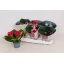 product/img.floraplaza.nl/121989-12-LIVE_fotos-0xF5BA1CDBCA02724AF62870D0587C6DD93C23C64E.jpg