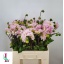 product/img.floraplaza.nl/122034-55-LIVE_fotos-0xBD5AEC50D81CF1E5B90FECF30EC30232D6305F2F.jpg