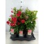 product/img.floraplaza.nl/122107-17-LIVE_fotos-0x3C8FA7AA5DE3D977C26A95A19955046B736C3476.jpg