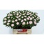product/img.floraplaza.nl/122126-45-LIVE_fotos-0x4AF9FD059940DF004F3DBAE6B453C8678F4A661D.jpg